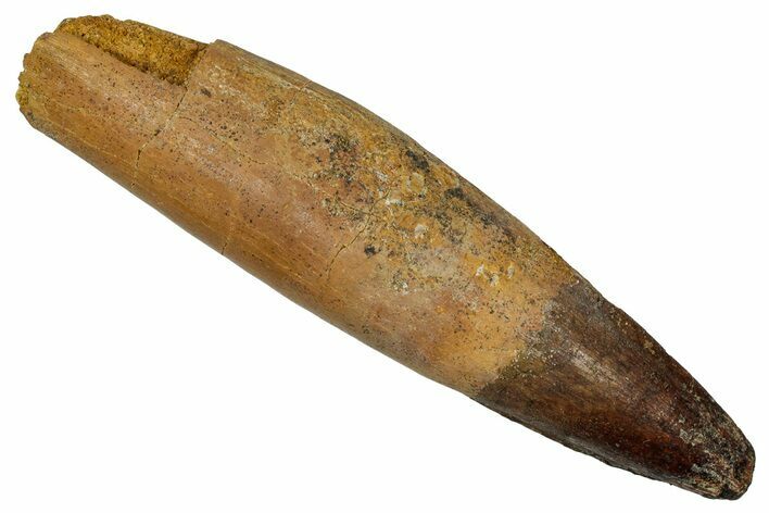 Real Spinosaurus Tooth - Original Root! #335985